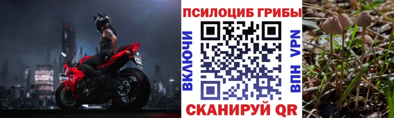 Купить где  Котельниково  Псилоцибиновые грибы GOLDEN TEACHER 